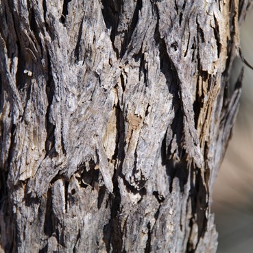 Bark on a mature Acacia peuce
