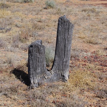 This stump will remain intact for well over 200 years