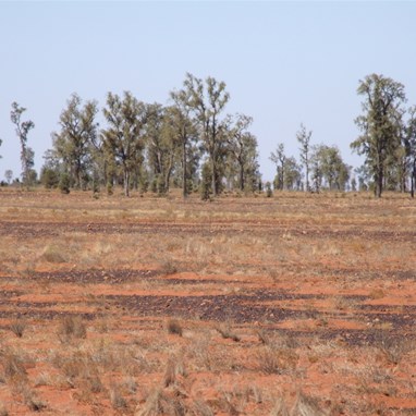 Acacia peuce inside the Mac Clarke Conservation Reserve