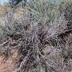 Leaves on a young Acacia peuce