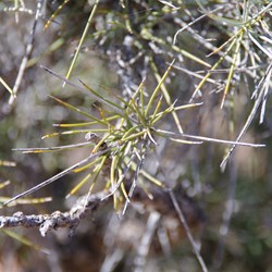 Leaves on Acacia peuce