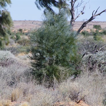 Even though this Acacia peuce looks young, it is decades old