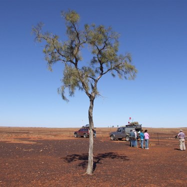 Mature Acacia peuce in the MCCR ,NT