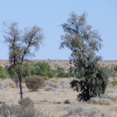 These 2 Acacia peuce were full of seed pods after 2 very wet years