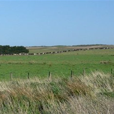 Friesian cows lining up for milking