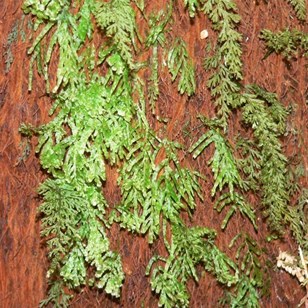 Delicate filmy ferns, with leaves just one or two cells thick