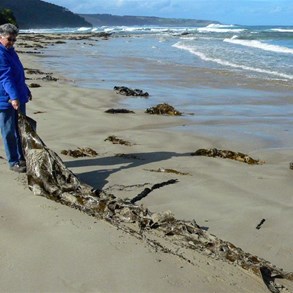 Val having fun with some giant kelp