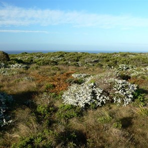 Colourful coastal shrubs