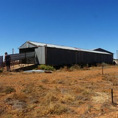 Shearing had only recently finished at Theldarpa