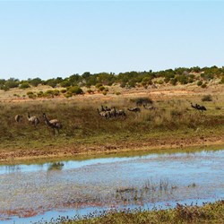 The good conditions meant an increase in the emu population