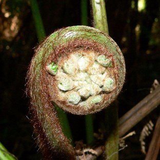 Crozier shape of a new fern leaf