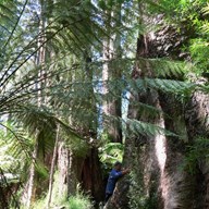 Tree hugging, Mait's Rest