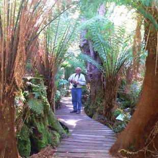 Treeferns tower over the boardwalk, Mait's Rest