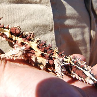 Thorny Devil