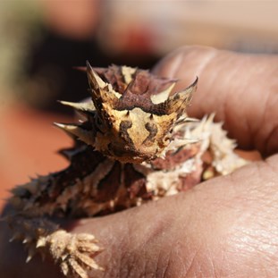 A face only a mother could love