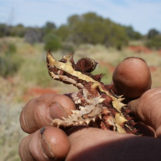 Note the bulbous protrusion behind the head