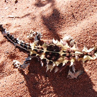 A fat Thorny Devil on the Anne Beadell - 2011