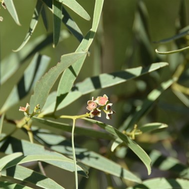 The Life Cycle of the Quandong starts all over again