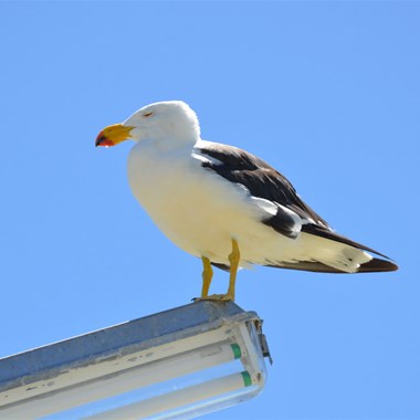 Pacific Gull on jetty light