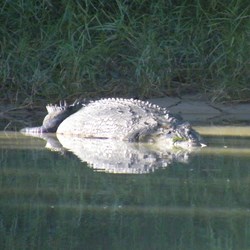 Is he dead or alive?