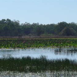 Mamukala Wetlands