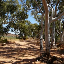 Beautiful River Red Gums