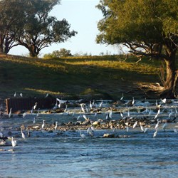 The birdlife at Tilpa Weir