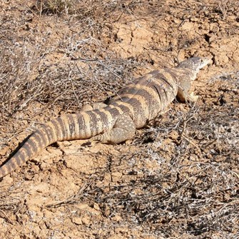 Well fed goanna, Diamantina NP, Qld
