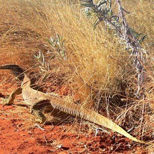 Meeting a big goanna is a memorable encounter