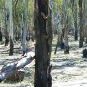 Tree hugging goanna living in red gum forest along Murray River