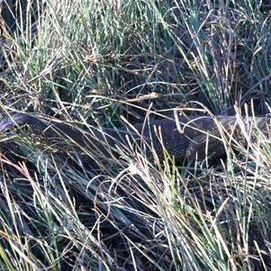 Observed close to water, Mitchell Plateau