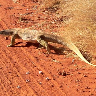 Magnificent goanna at Mornington in the Kimberley