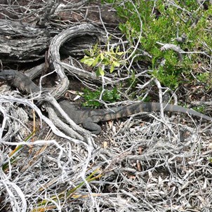 A well camouflaged goanna, Fitzgerald River NP, WA