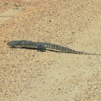 Goannas can run fast - Fitzgerald River NP, WA