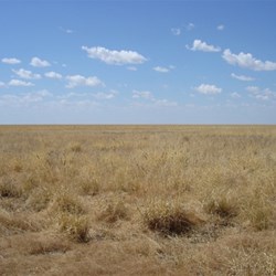 The Mitchell grass plains of the Barkly
