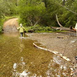 Carole was our forward scout