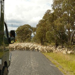 Herding sheep enroute to Dunn's Swamp