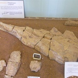 Fossils at Boulia