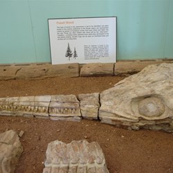 Fossils at Boulia