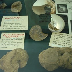 Fossils at Boulia