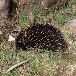 Some coastal wildlife