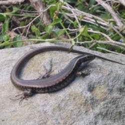 A warm rock at the end of the day