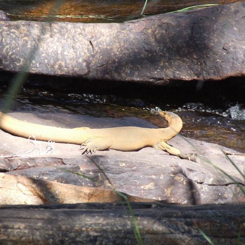 Mitchells Water Monitor