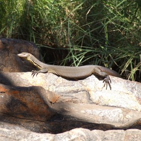 Mitchells Water Monitor