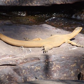 The Yellow son of a gun!