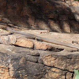 Mitchells - The pretty one