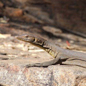 T'is a good day to be sunbaking