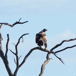 Young Wedge Tailed Eagle on the Side of the Road