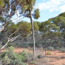 Old Telegraph Poles lined the side of the Track