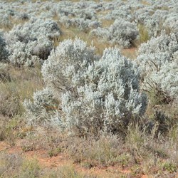 These Bluebush would have been at home on the Nullarbor Plains